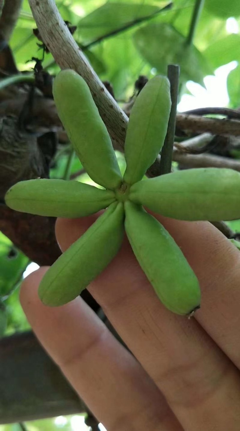 八月瓜苗两年苗紫宝粉色无籽青皮麻果八月炸果树苗