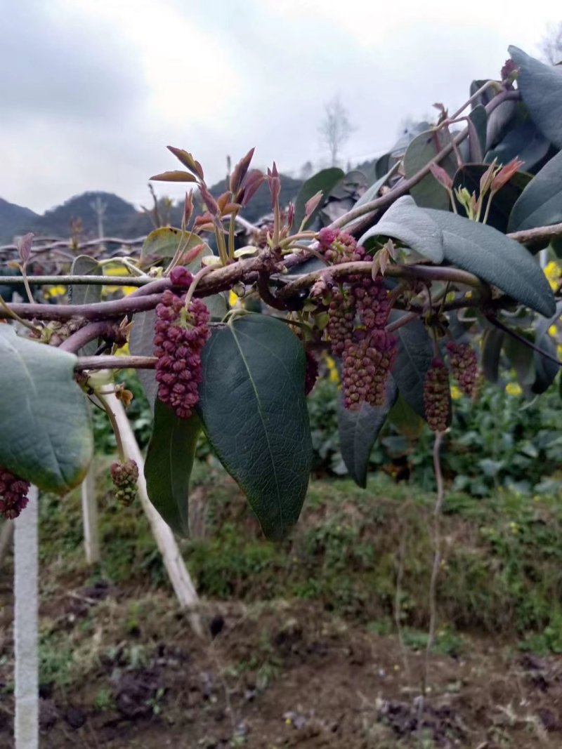 八月瓜苗两年苗紫宝粉色无籽青皮麻果八月炸果树苗
