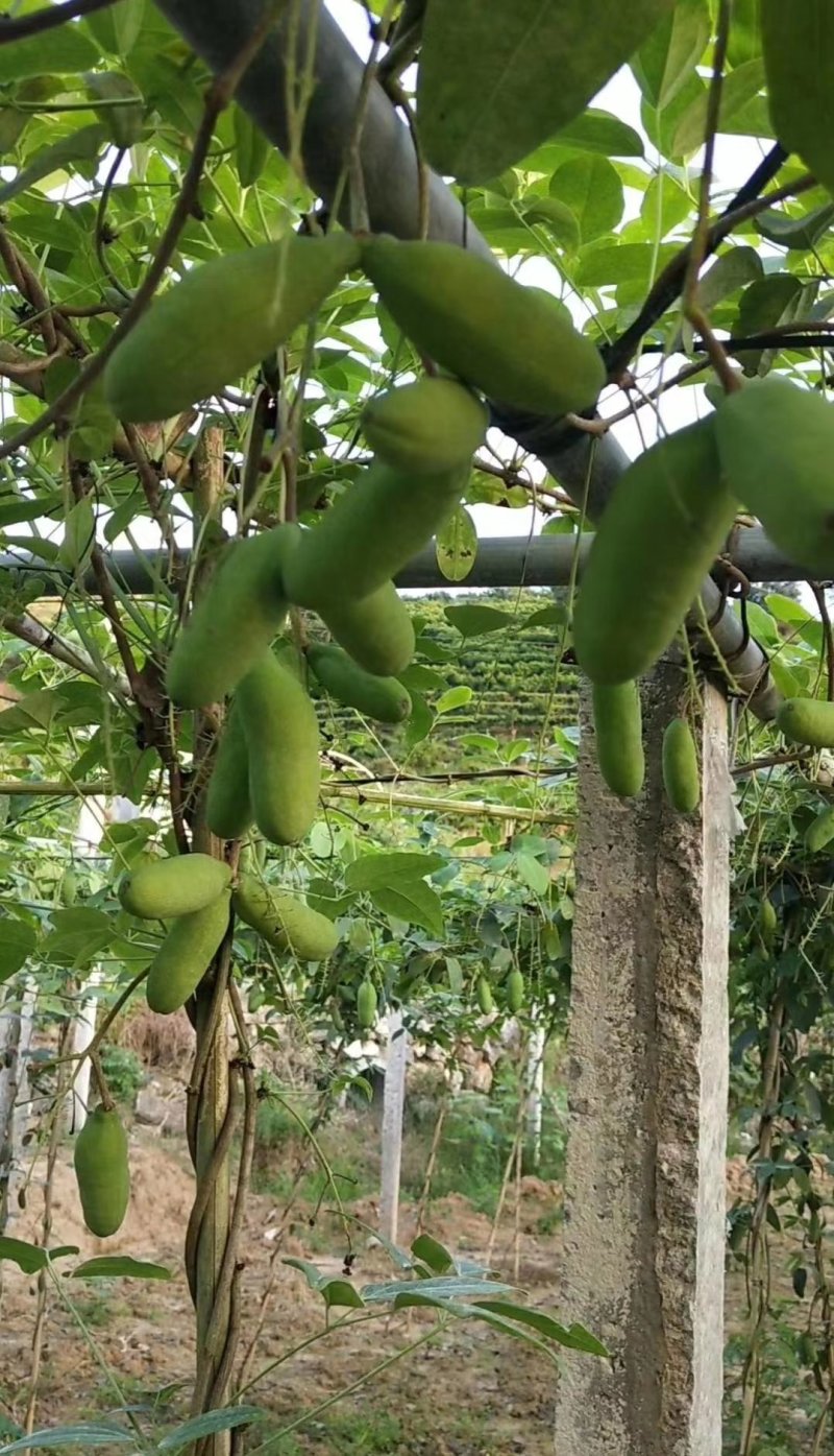 八月瓜苗两年苗紫宝粉色无籽青皮麻果八月炸果树苗