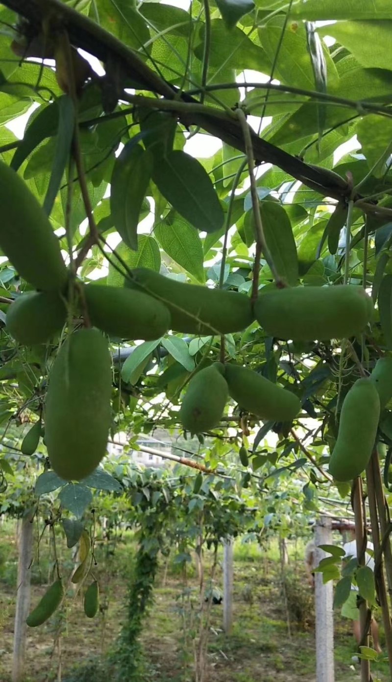 八月瓜苗两年苗紫宝粉色无籽青皮麻果八月炸果树苗