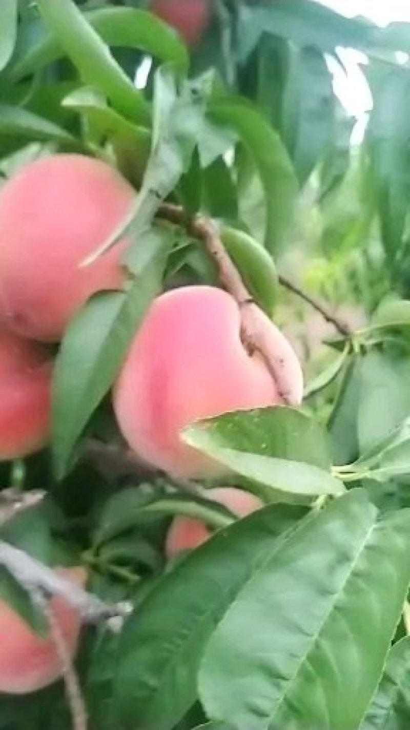 毛桃