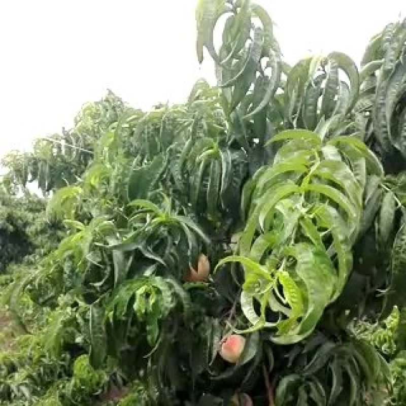 毛桃