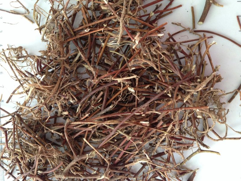 鸡骨草干鸡骨草段整棵中药材11