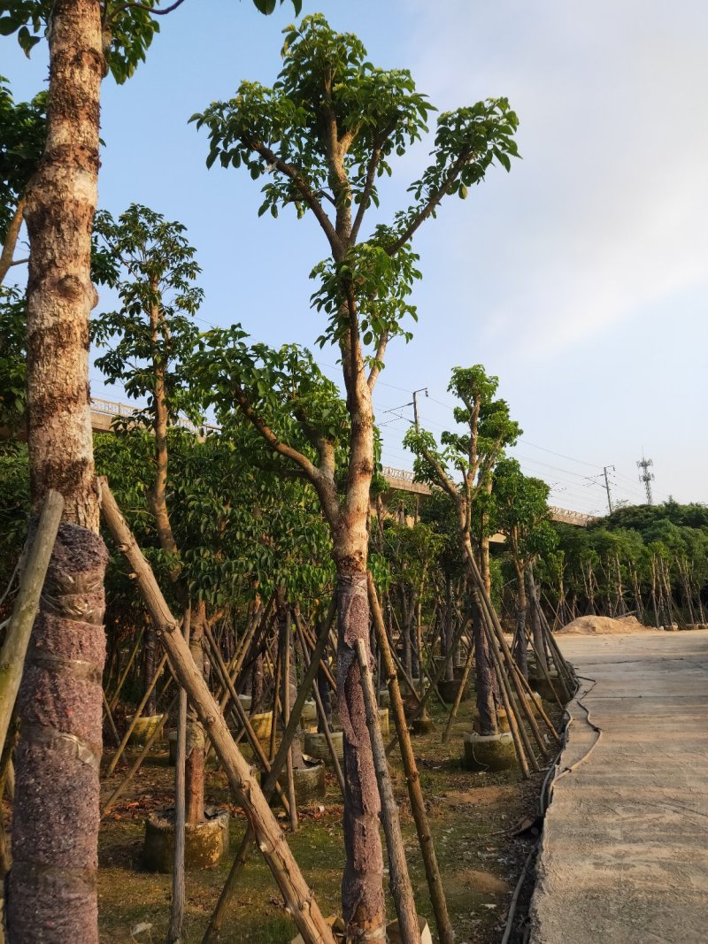 重阳木秋枫