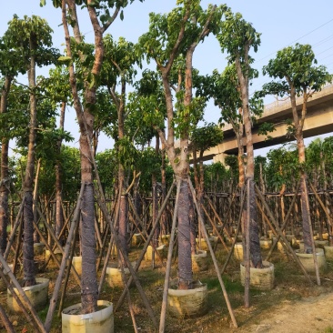 重阳木秋枫