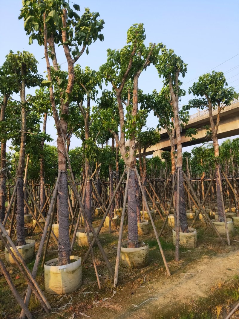 重阳木秋枫