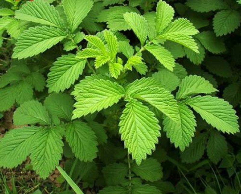 仙鹤草中药材龙牙草先鹤草中药材