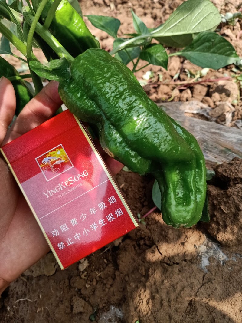 青椒！巨无霸薄皮椒芜湖椒泡椒巨无霸4号