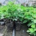 波姬红无花果苗，大量有货，地苗杯苖都有