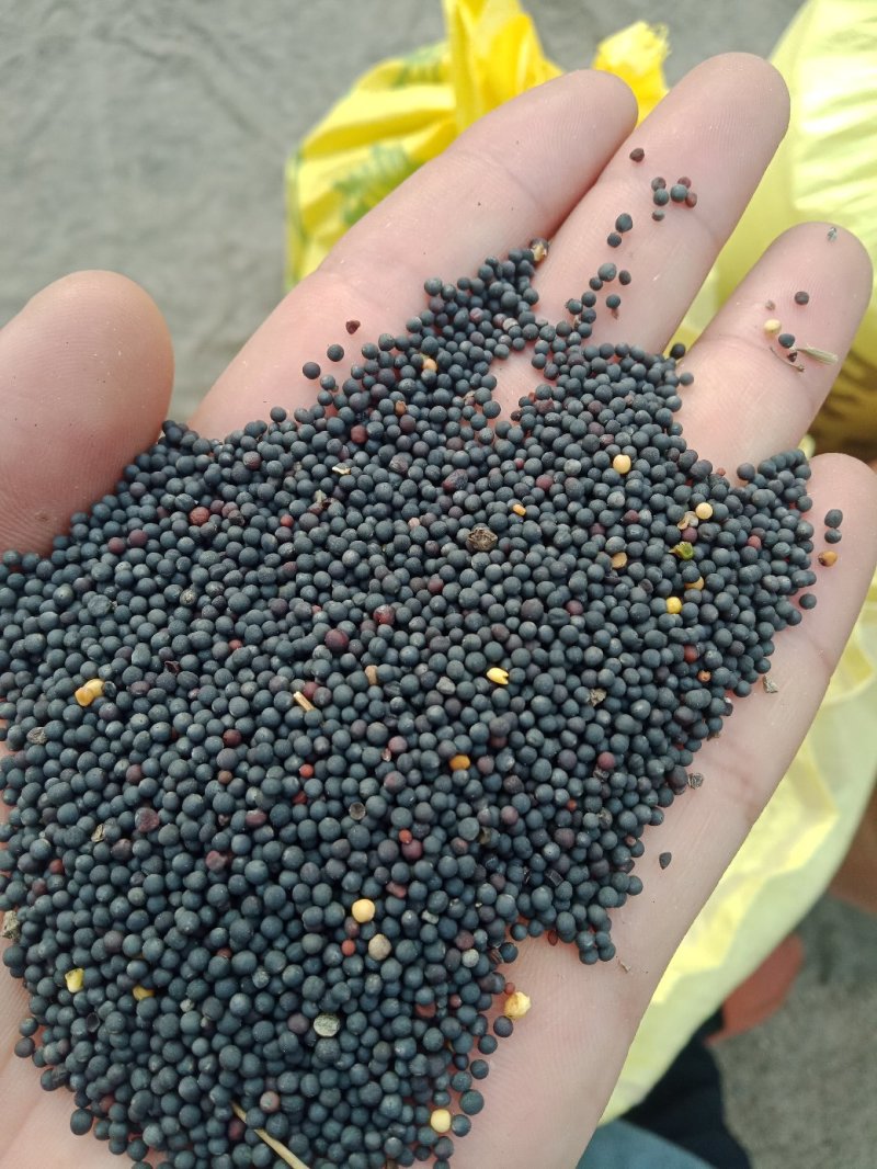 油菜籽，菜籽饼（自提）