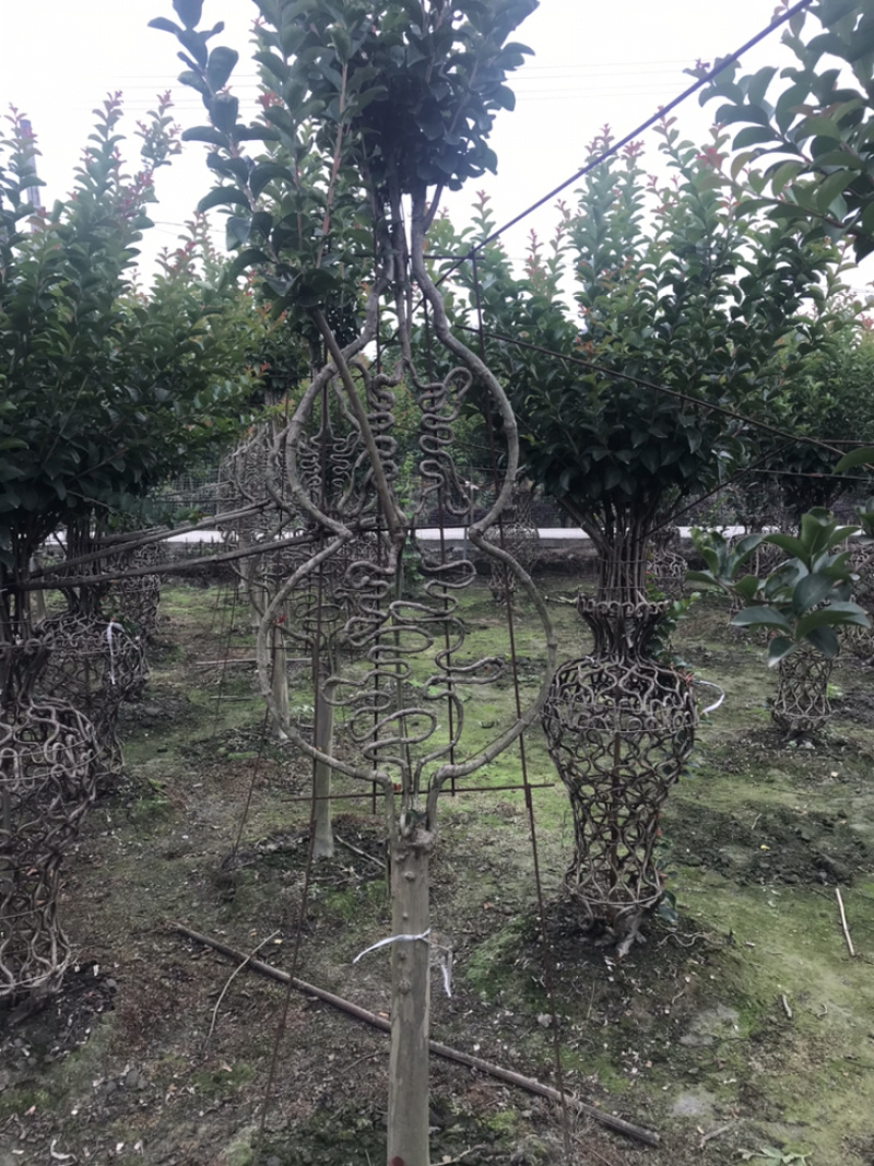 紫薇造型福禄寿喜字体紫薇葫芦字体紫薇造型紫薇花瓶等