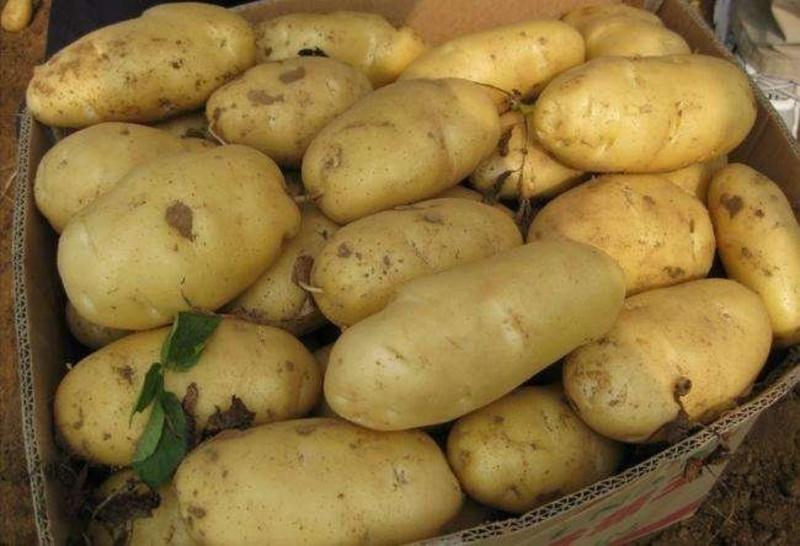 山东荷兰15土豆产地货源充足黄皮黄心全国发货