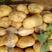 山东荷兰15土豆产地货源充足黄皮黄心全国发货