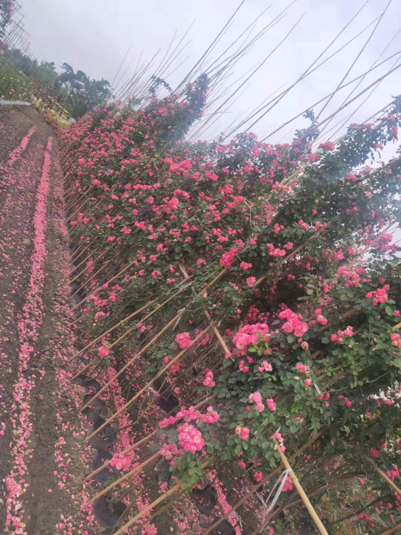 树桩月季藤本月季，大花月季，丰花月季工程用月季杯苗