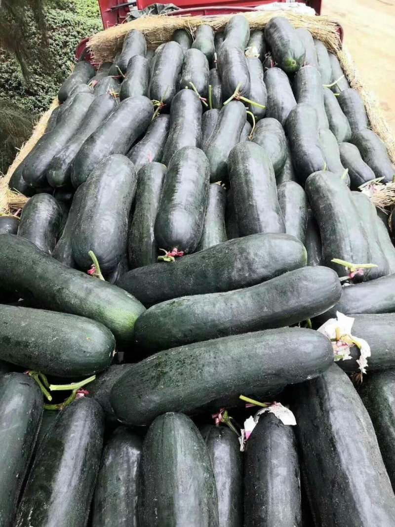 兰陵县黑皮冬瓜大量上市中，色泽墨绿，条形顺直