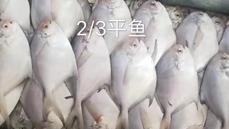 平鱼批发
