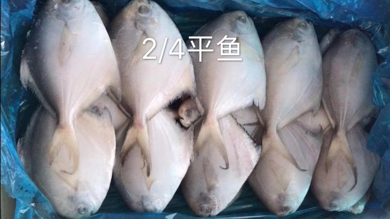 平鱼批发