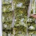 鲜黄花菜已上市保证新鲜保证质量当天农家采摘