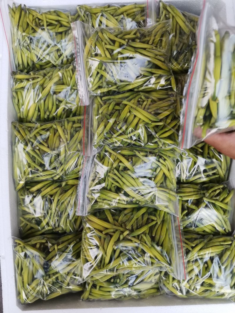 鲜黄花菜已上市保证新鲜保证质量当天农家采摘