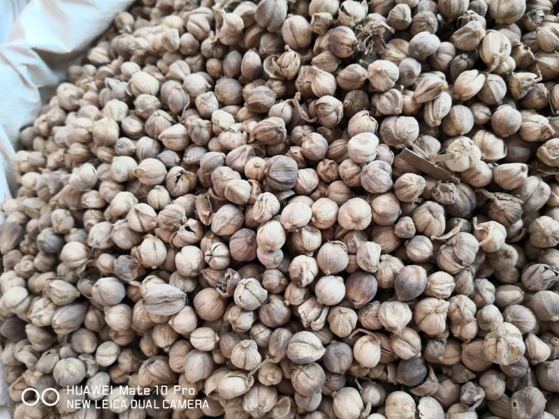 白豆蔻药食两用干货2斤起包邮常年经营各种中药材