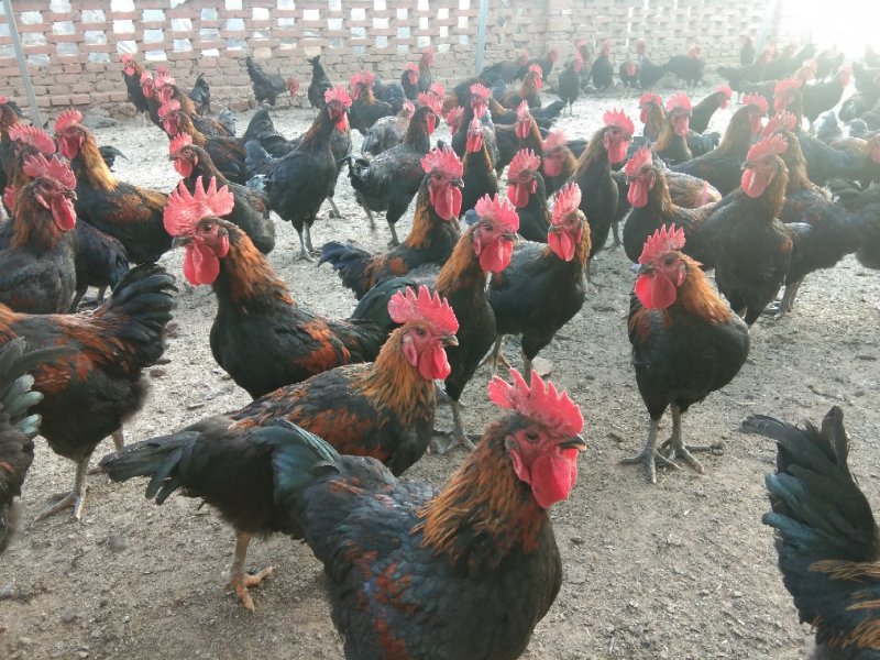 黑玉大公鸡