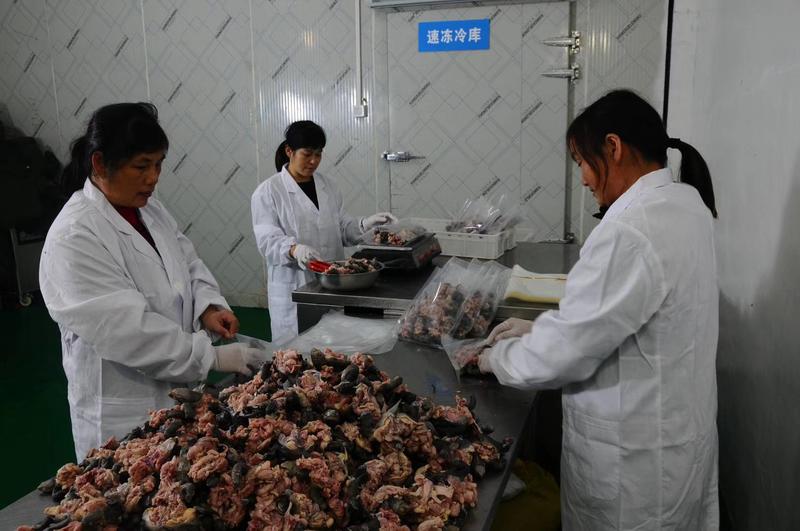 乌龟肉，草龟肉，自家厂家直销，年产量300万斤，一斤一袋
