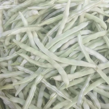九粒白芸豆白不老豆角产地直销欢迎新老客户前来选购