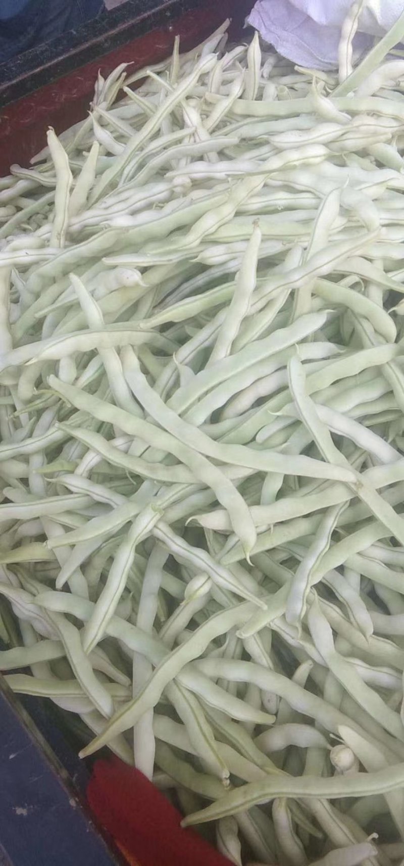 九粒白芸豆白不老豆角产地直销欢迎新老客户前来选购