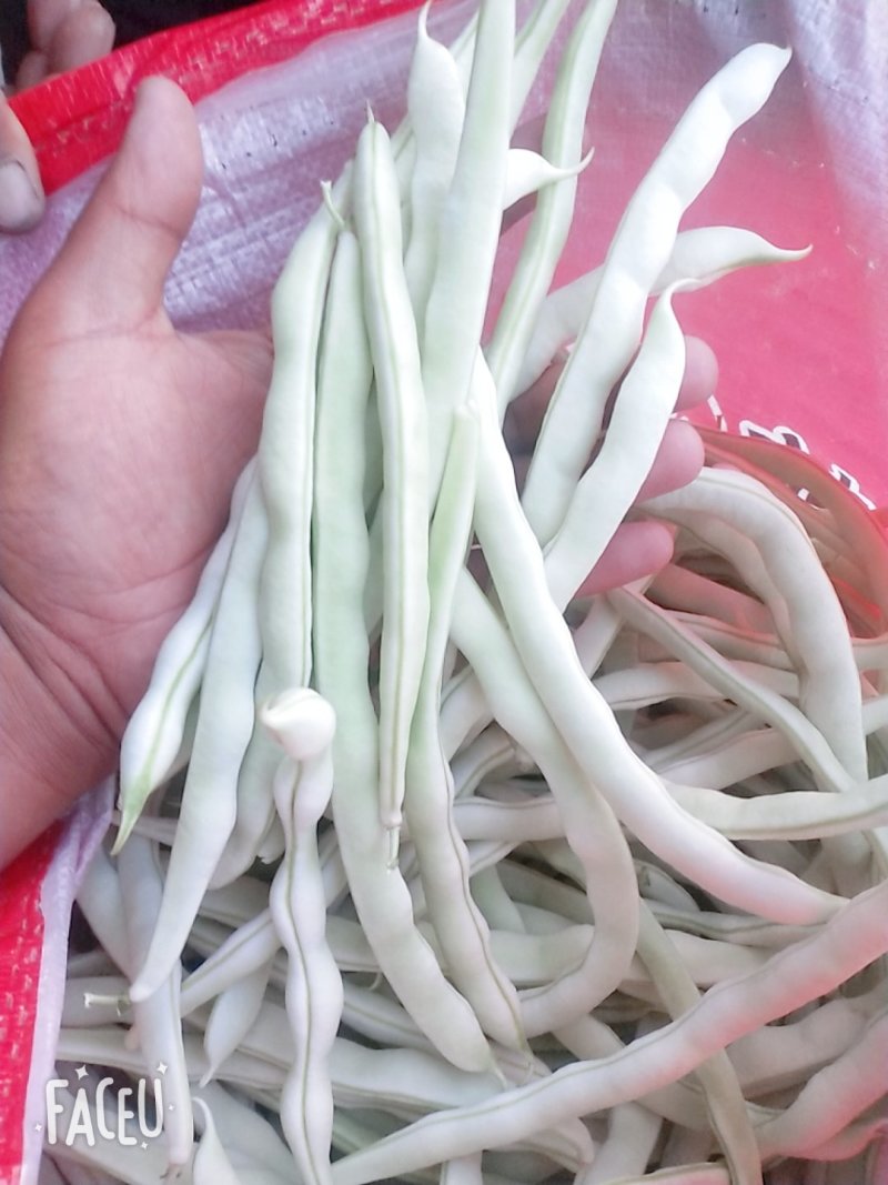 九粒白芸豆白不老豆角产地直销欢迎新老客户前来选购