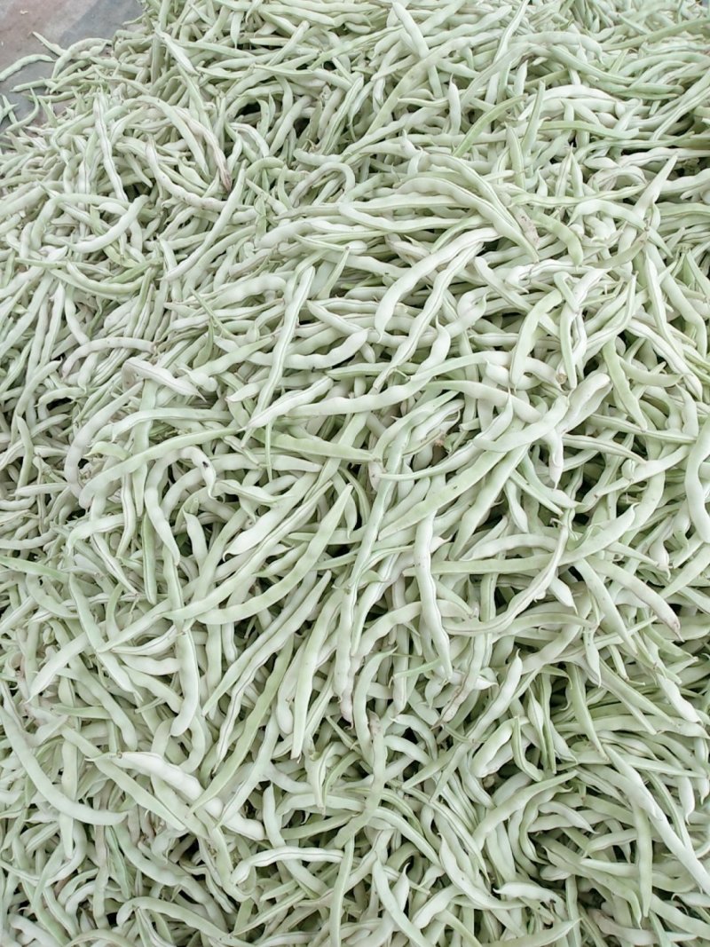 九粒白芸豆白不老豆角产地直销欢迎新老客户前来选购