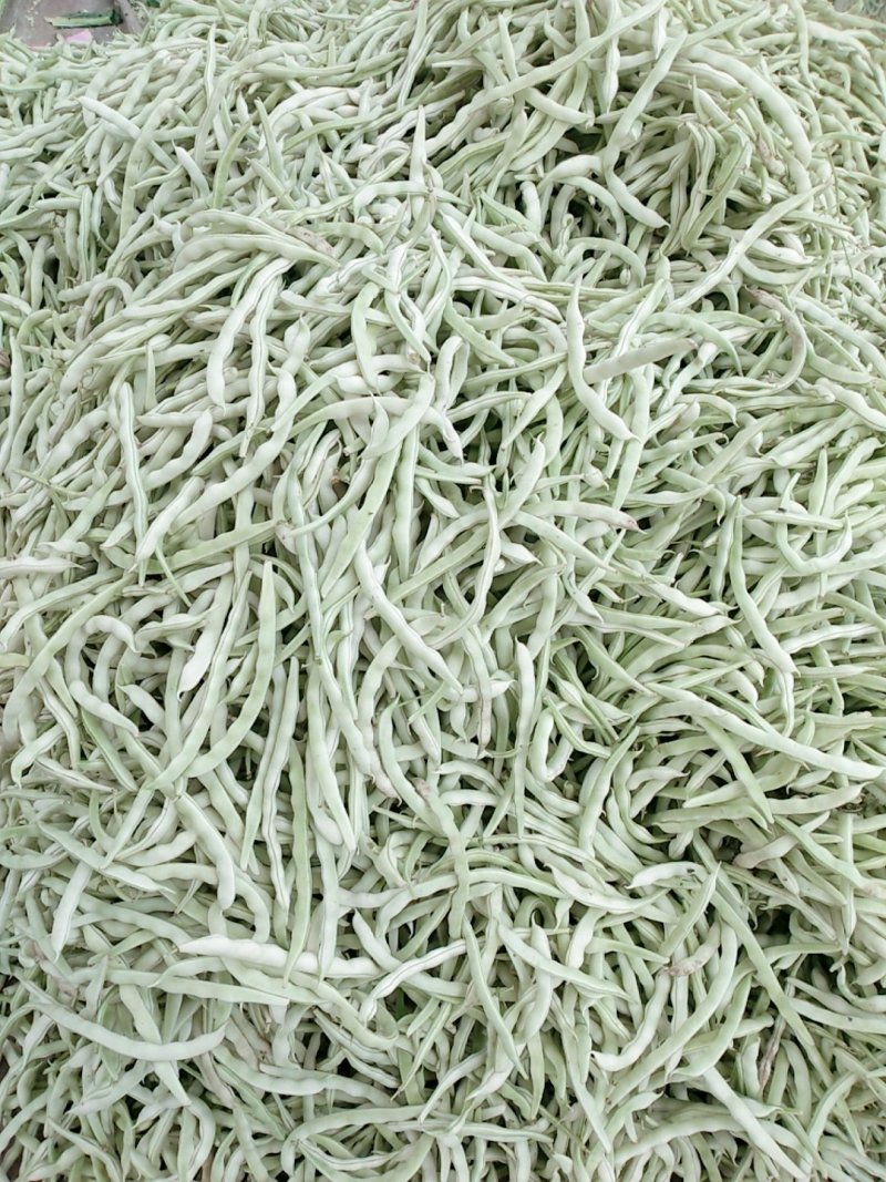九粒白芸豆白不老豆角产地直销欢迎新老客户前来选购