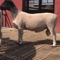 黑头杜波种羊怀孕母羊包送到家，选购送养殖技术资料