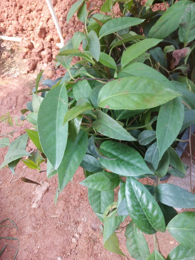 黑老虎苗，又名布福娜！海风滕果