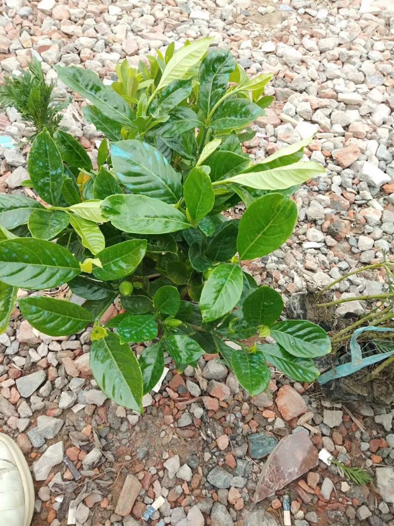工程绿化。大叶子栀子花。大叶子栀子花。小杯大杯毛球。