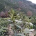 信阳毛尖商城高山茶