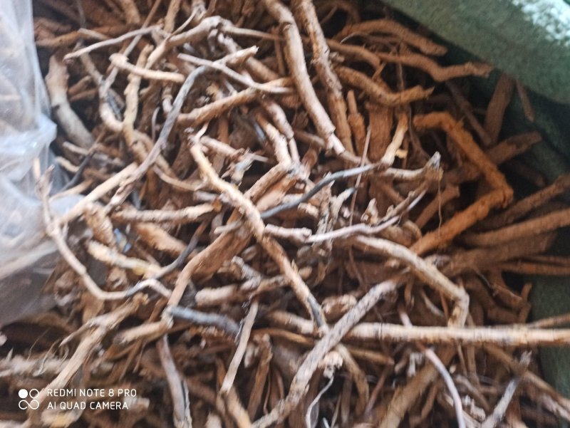 鸡骨香可打粉专业经营中药批发品质保证