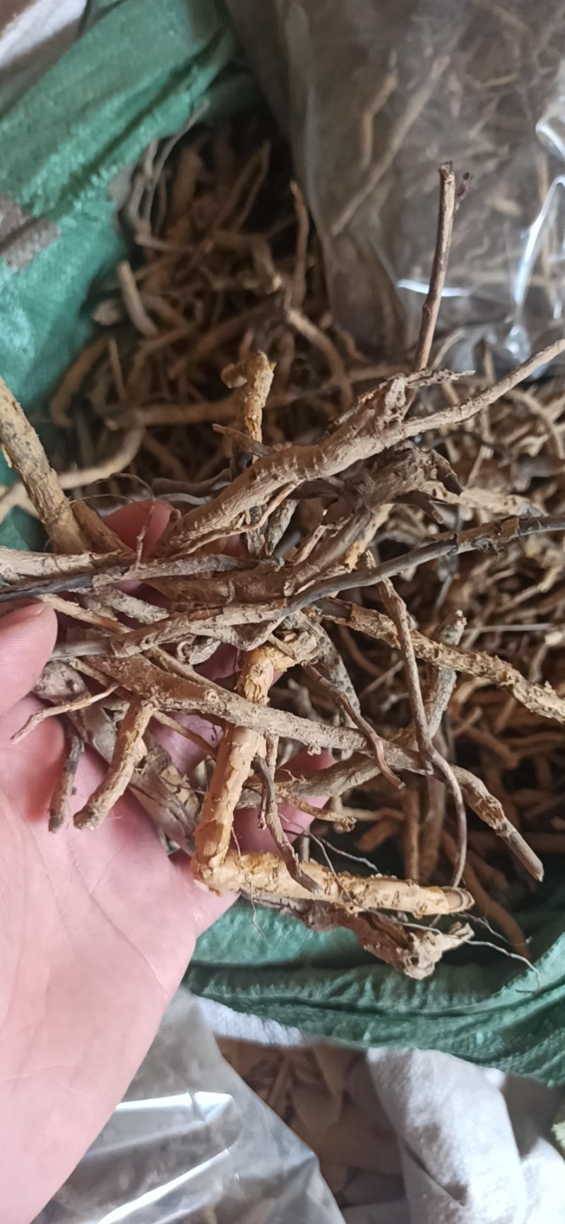 鸡骨香可打粉专业经营中药批发品质保证