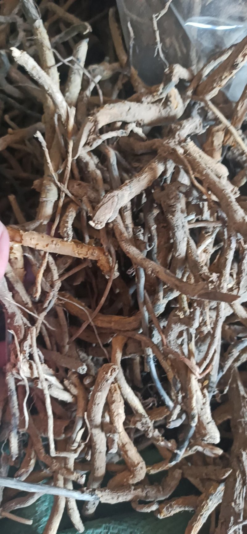 鸡骨香可打粉专业经营中药批发品质保证