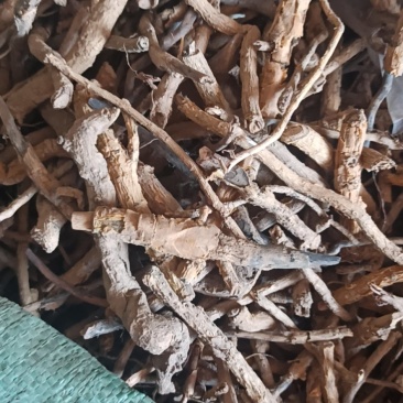 鸡骨香可打粉专业经营中药批发品质保证