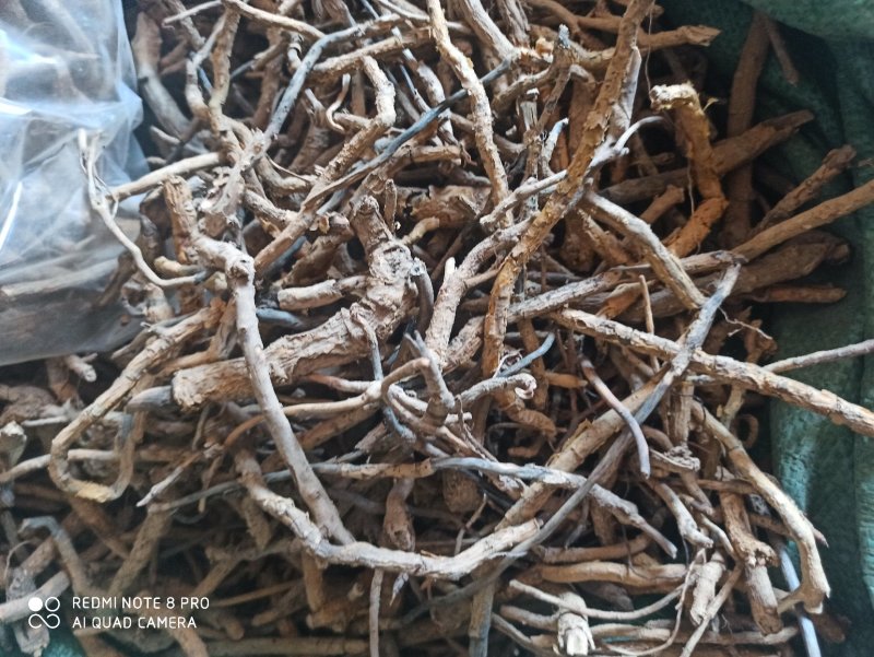 鸡骨香可打粉专业经营中药批发品质保证