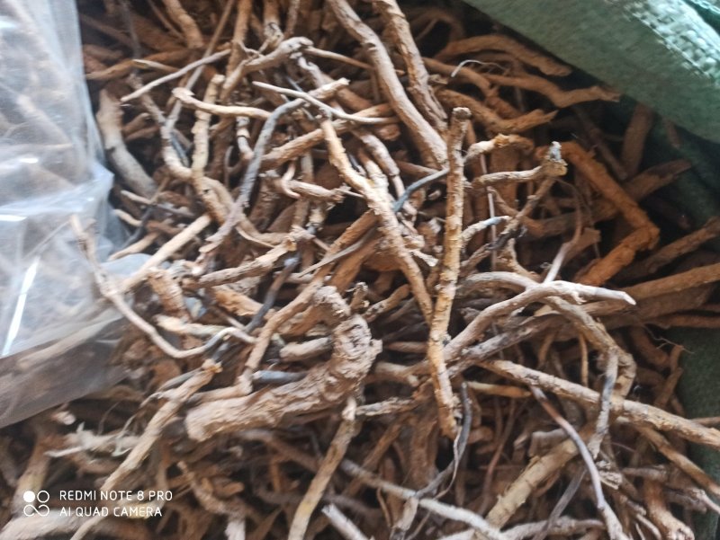 鸡骨香可打粉专业经营中药批发品质保证