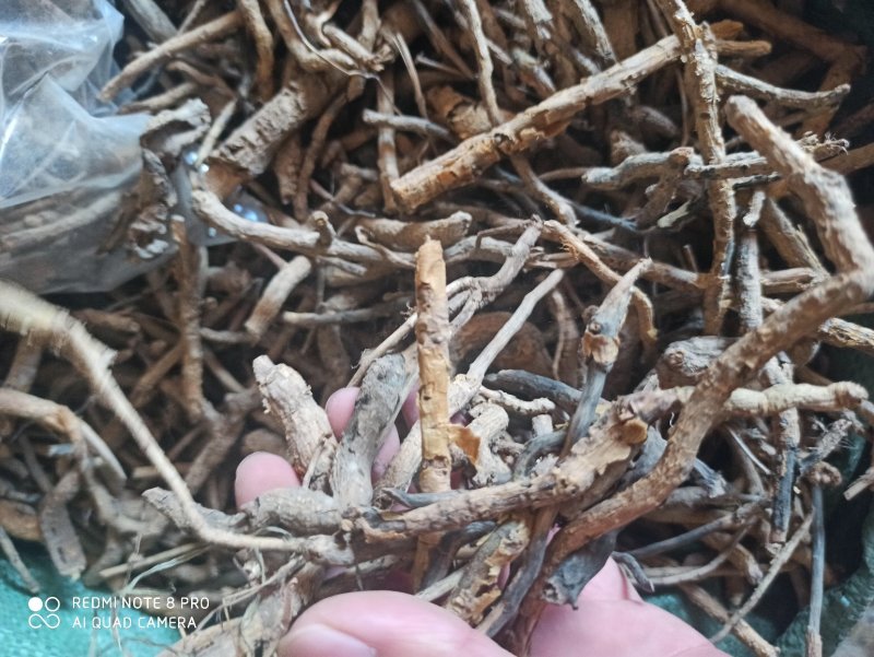 鸡骨香可打粉专业经营中药批发品质保证