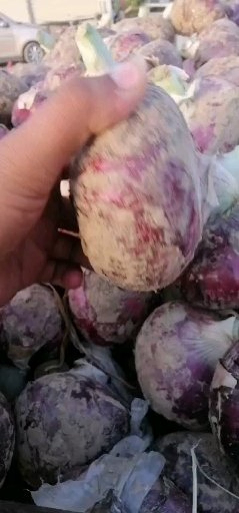 精品洋葱，纯早期洋葱晚期洋葱，质优价廉可视频看货，万亩基
