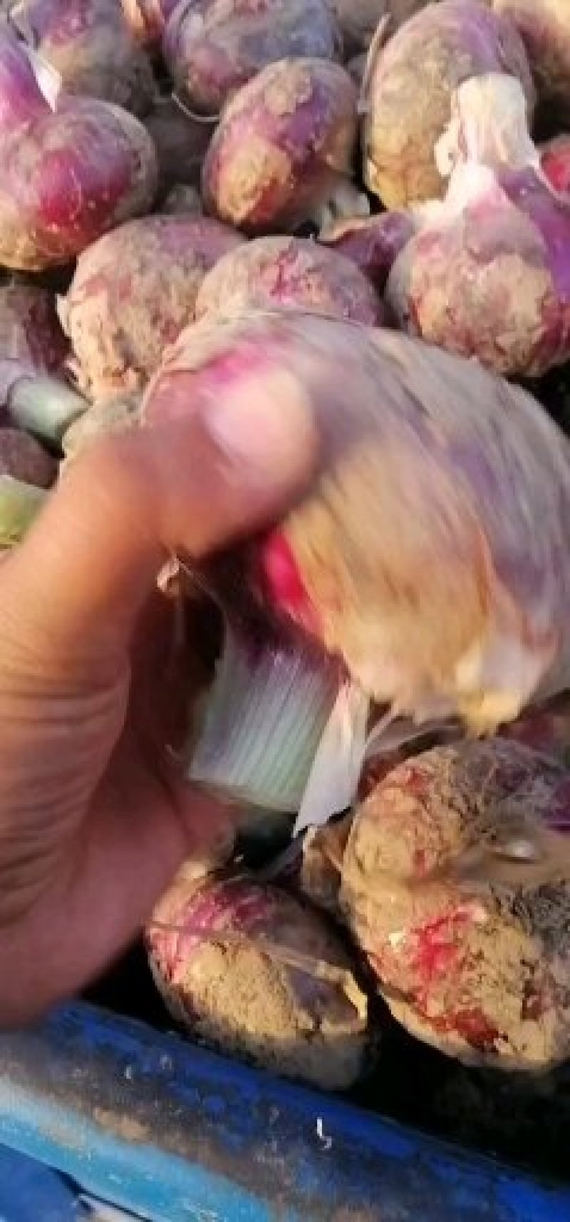 精品洋葱，纯早期洋葱晚期洋葱，质优价廉可视频看货，万亩基