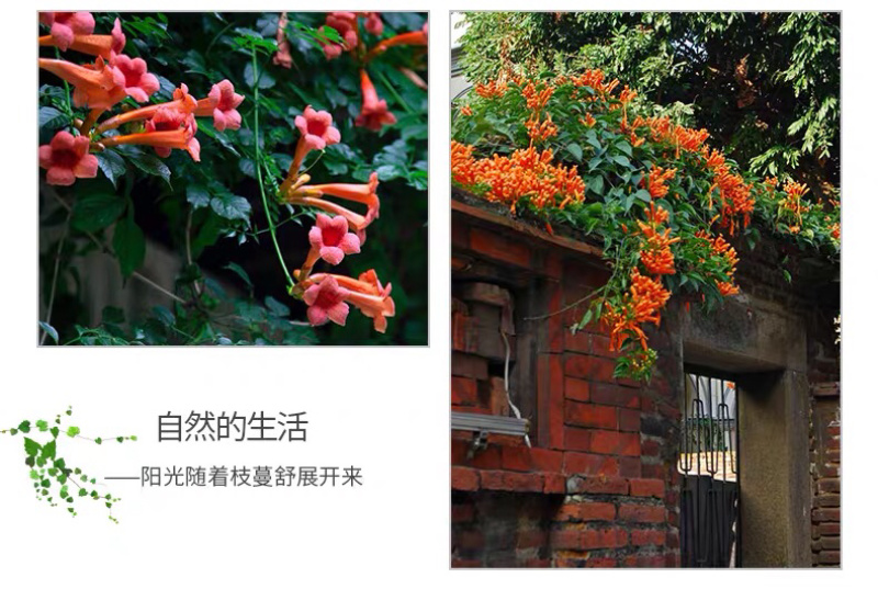 进口美国凌霄花苗庭院爬藤植物凌霄苗炮仗花鞭炮花喇叭花攀援