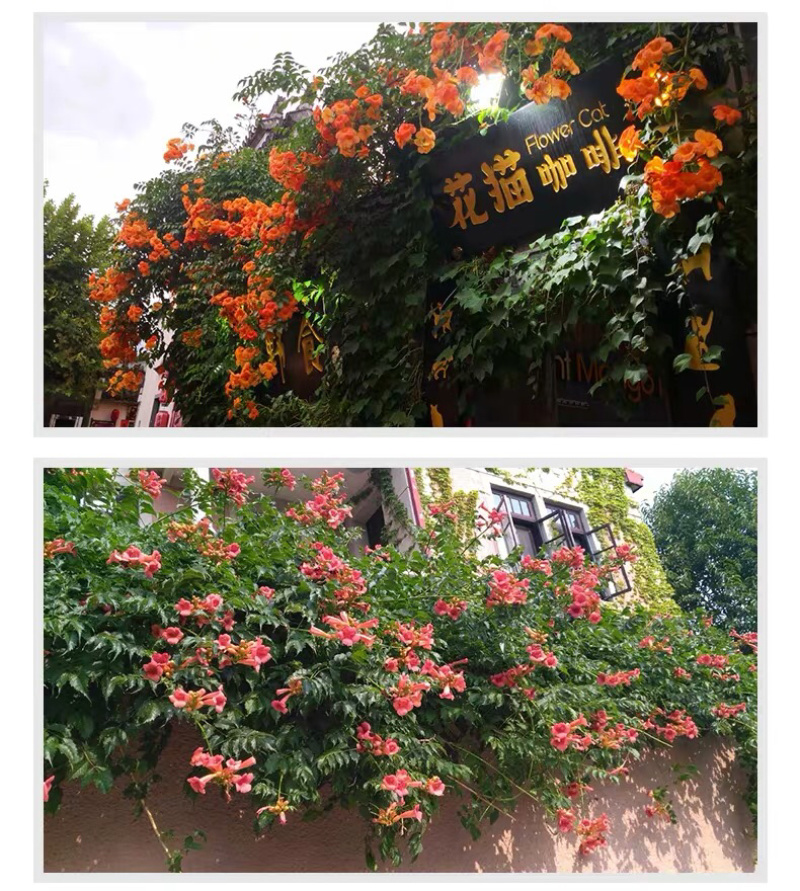 进口美国凌霄花苗庭院爬藤植物凌霄苗炮仗花鞭炮花喇叭花攀援