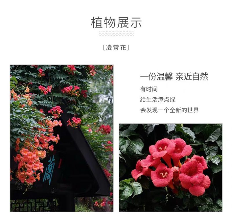 进口美国凌霄花苗庭院爬藤植物凌霄苗炮仗花鞭炮花喇叭花攀援
