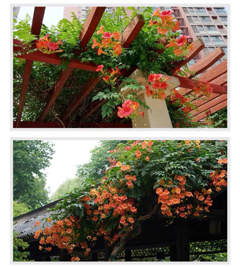 进口美国凌霄花苗庭院爬藤植物凌霄苗炮仗花鞭炮花喇叭花攀援