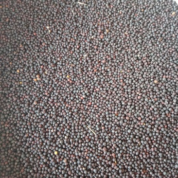 油菜籽，菜籽饼（自提）