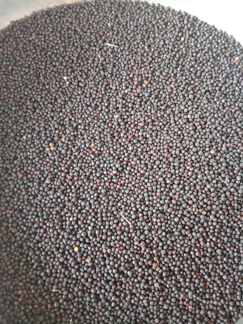 油菜籽，菜籽饼（自提）